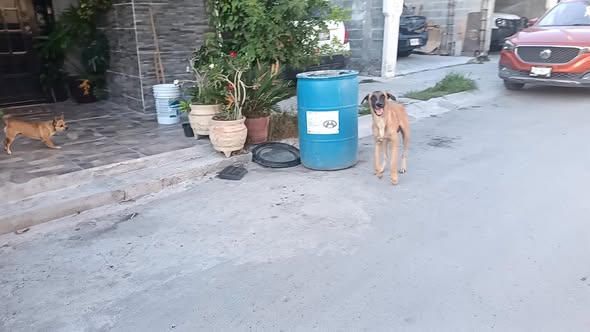 Foto del avistamiento de perro