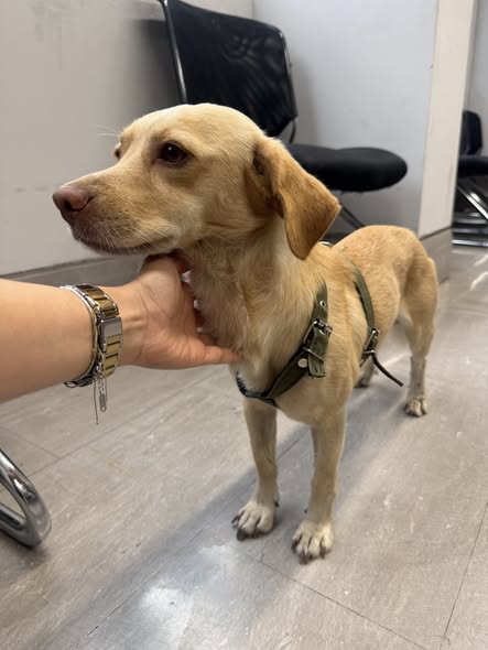 Foto del avistamiento de perro