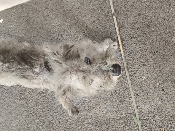 Foto del avistamiento de perro