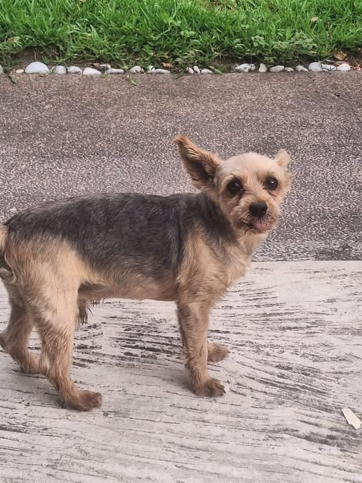 Foto del avistamiento de perro