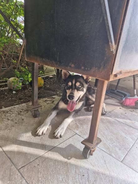 Foto del avistamiento de perro