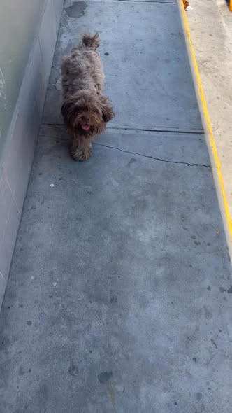 Dog sighting photo
