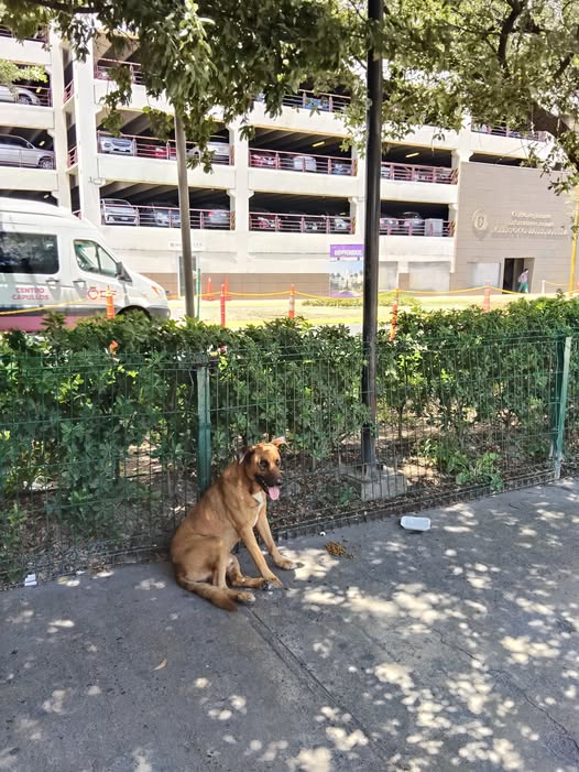 Dog sighting photo