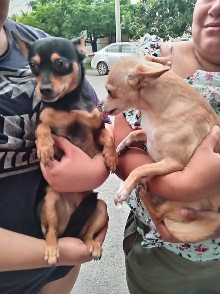 Dog sighting photo