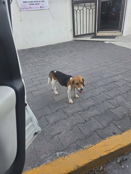 Dog sighting photo