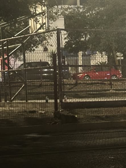Foto del avistamiento de perro