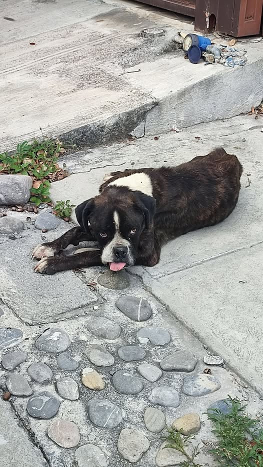 Foto del avistamiento de perro