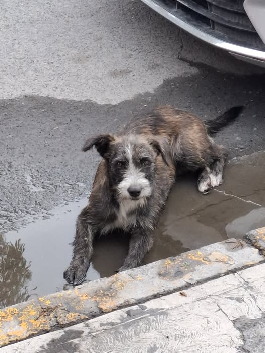Foto del avistamiento de perro