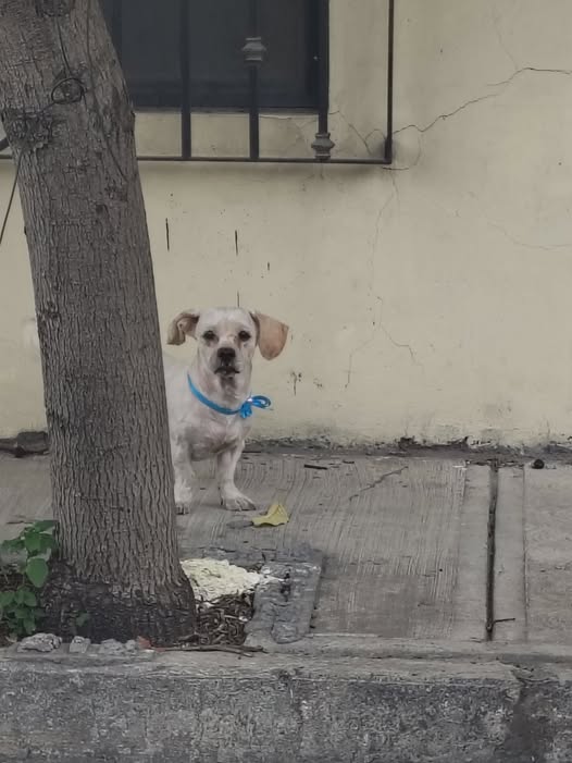 Foto del avistamiento de perro