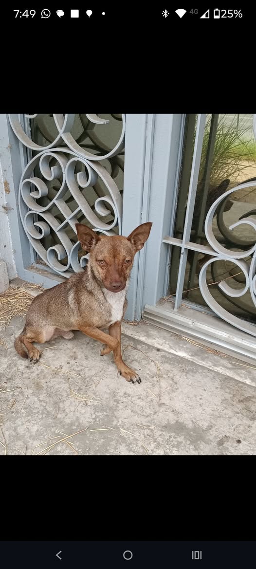 Foto del avistamiento de perro