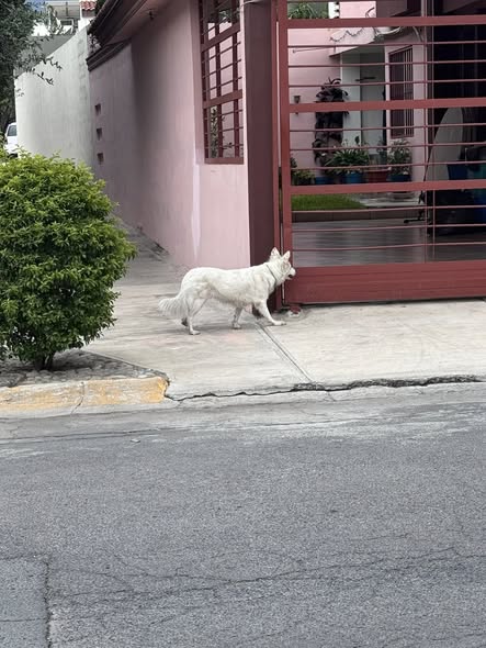 Foto del avistamiento de perro