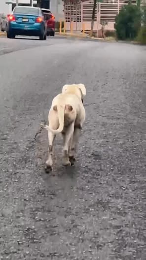 Dog sighting photo