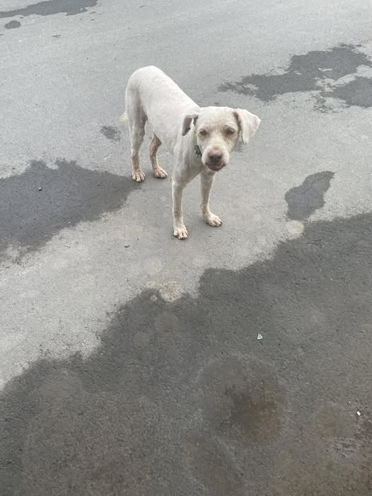 Foto del avistamiento de perro