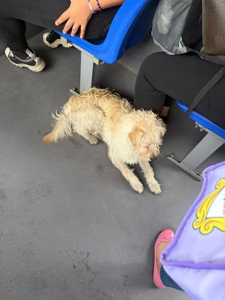 Foto del avistamiento de perro