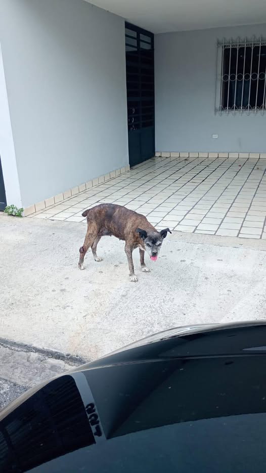 Foto del avistamiento de perro