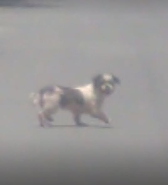 Dog sighting photo