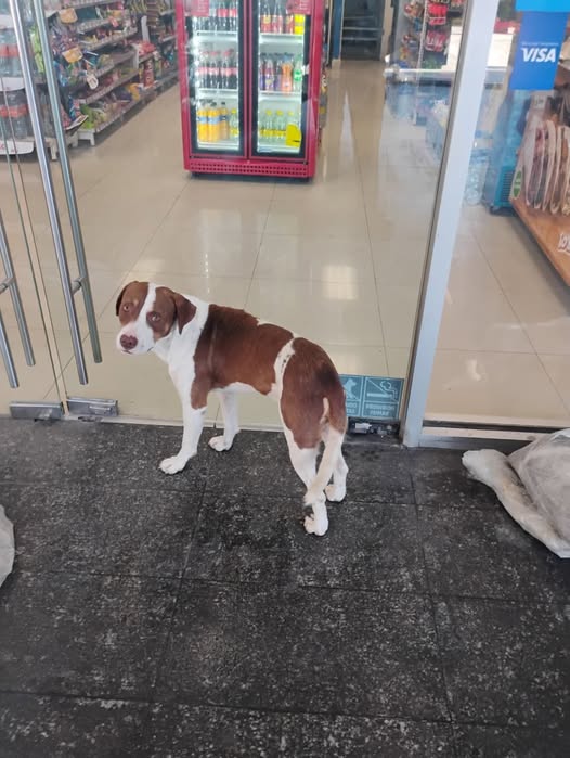 Foto del avistamiento de perro
