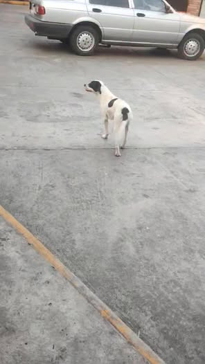 Foto del avistamiento de perro