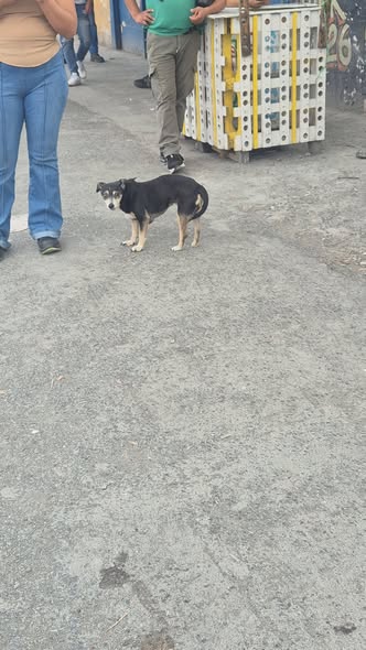 Foto del avistamiento de perro