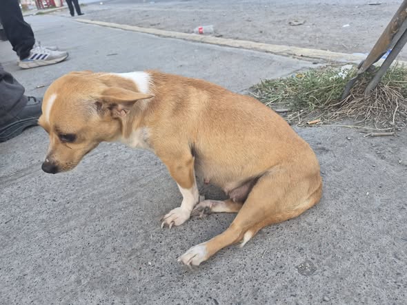 Foto del avistamiento de perro