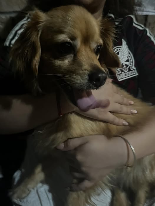 Foto del avistamiento de perro
