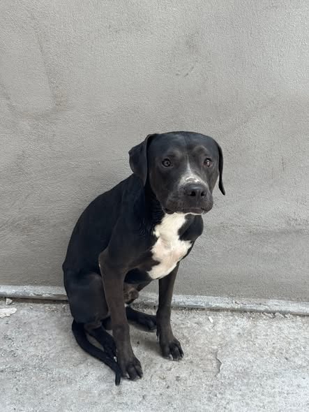 Dog sighting photo