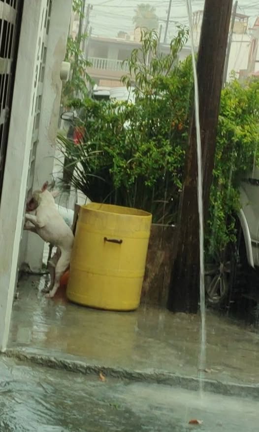 Dog sighting photo