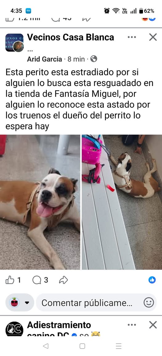 Foto del avistamiento de perro