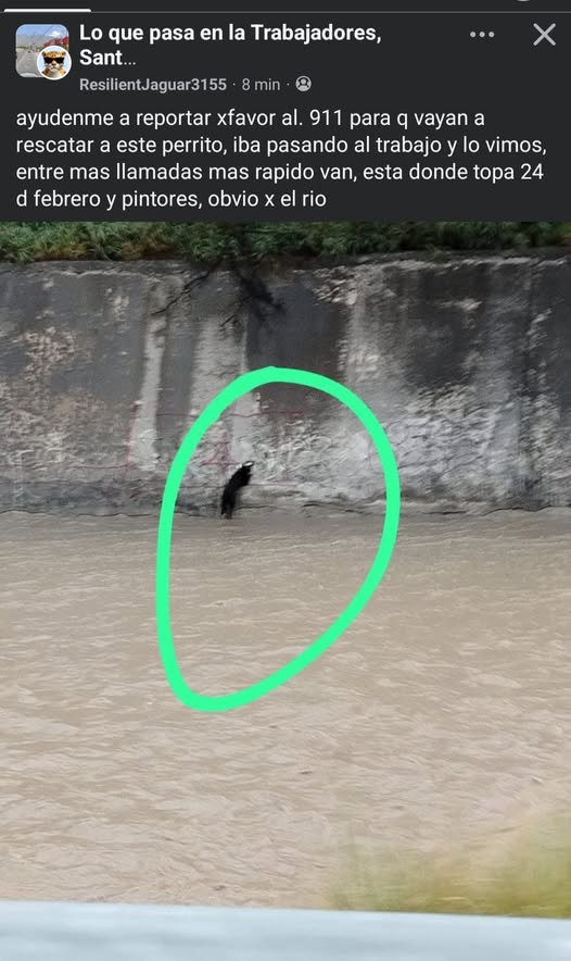 Foto del avistamiento de perro