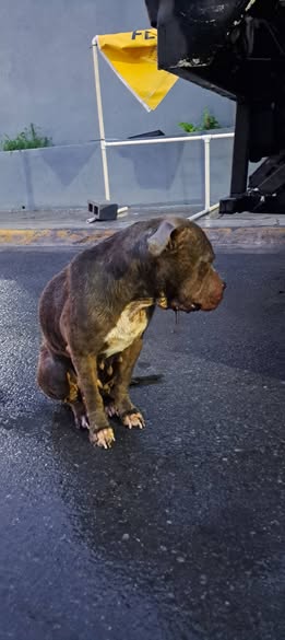 Foto del avistamiento de perro