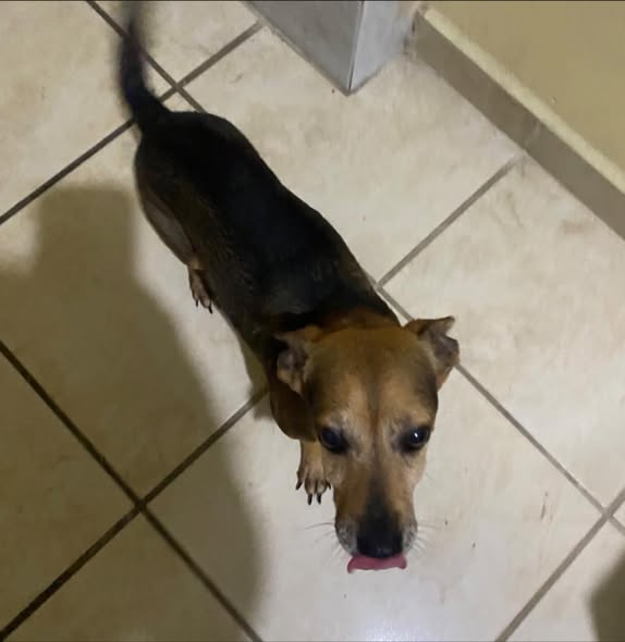 Dog sighting photo