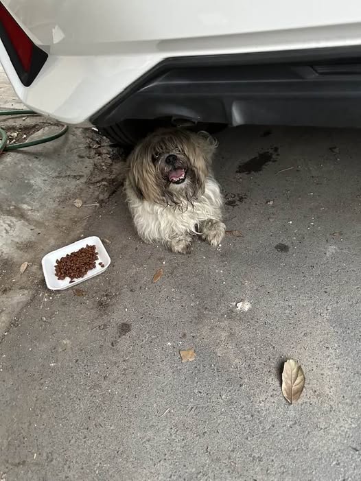 Foto del avistamiento de perro