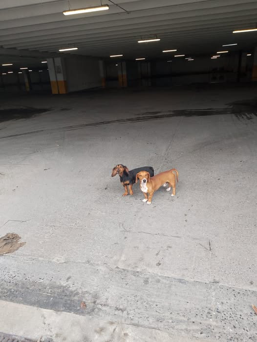 Dog sighting photo
