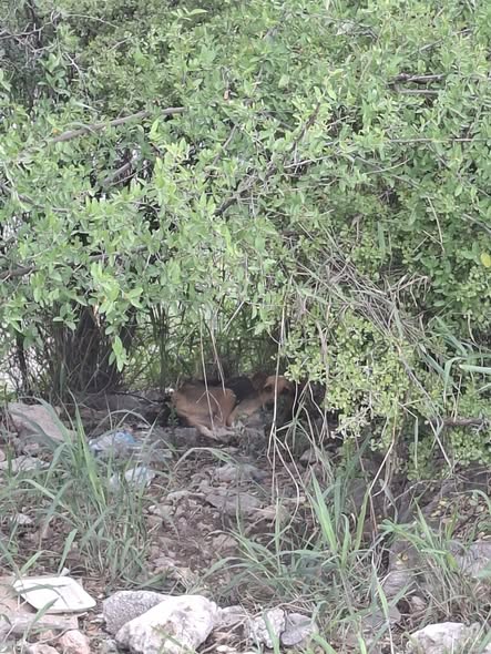 Dog sighting photo