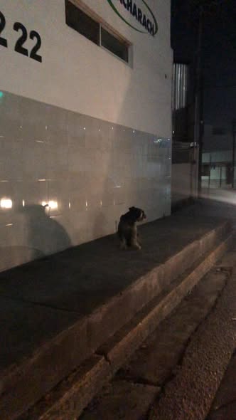 Foto del avistamiento de perro