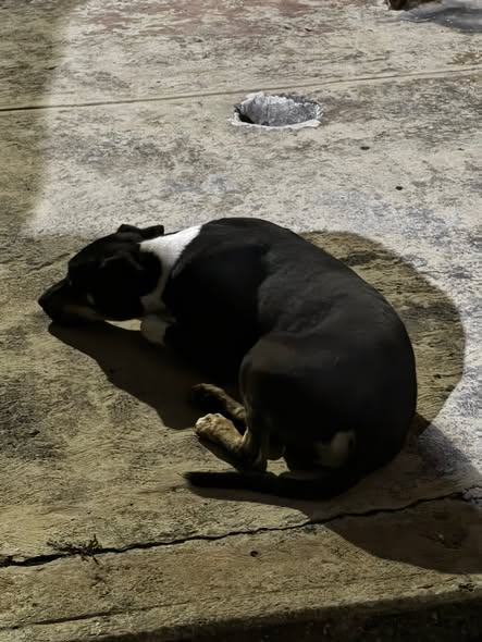 Foto del avistamiento de perro