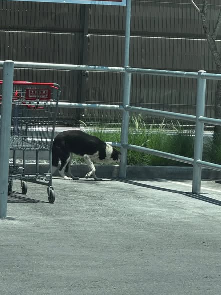 Foto del avistamiento de perro