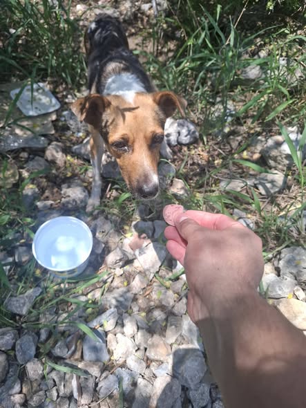 Dog sighting photo