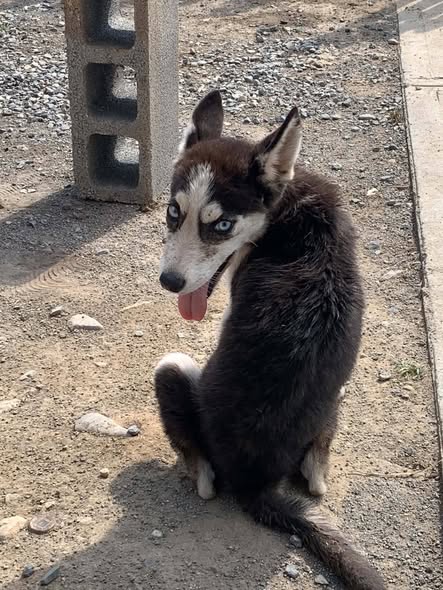 Dog sighting photo