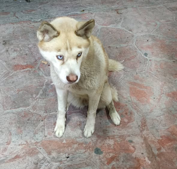 Foto del avistamiento de perro