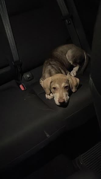 Foto del avistamiento de perro