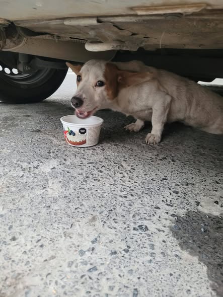 Dog sighting photo