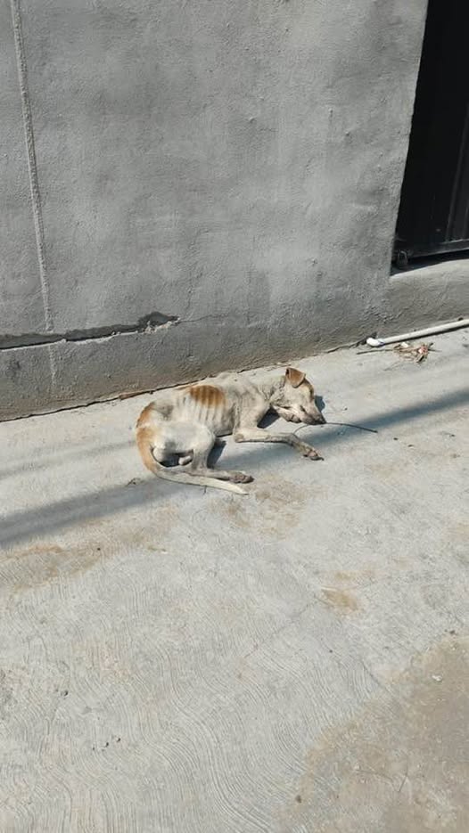 Foto del avistamiento de perro