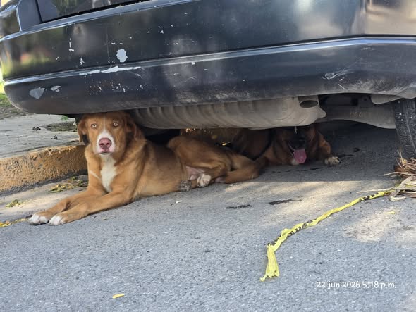 Dog sighting photo