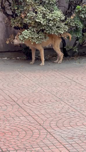 Dog sighting photo