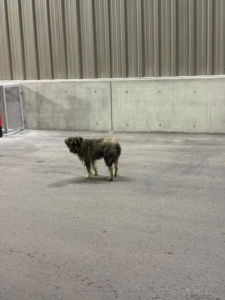 Foto del avistamiento de perro