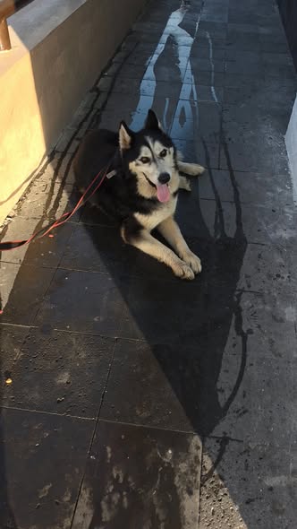Dog sighting photo