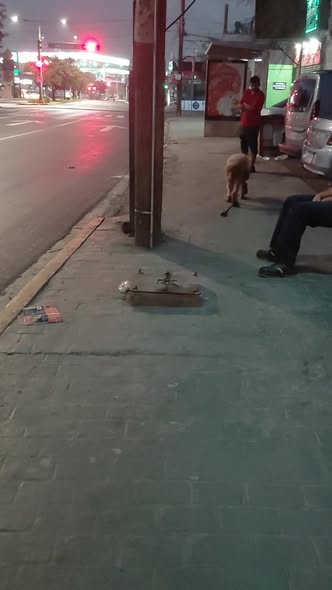 Dog sighting photo