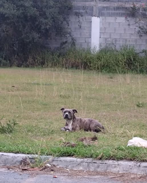 Dog sighting photo