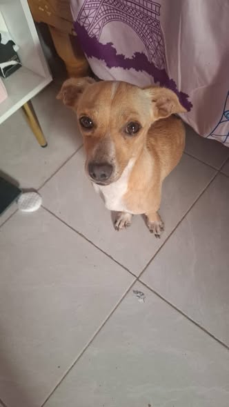 Dog sighting photo